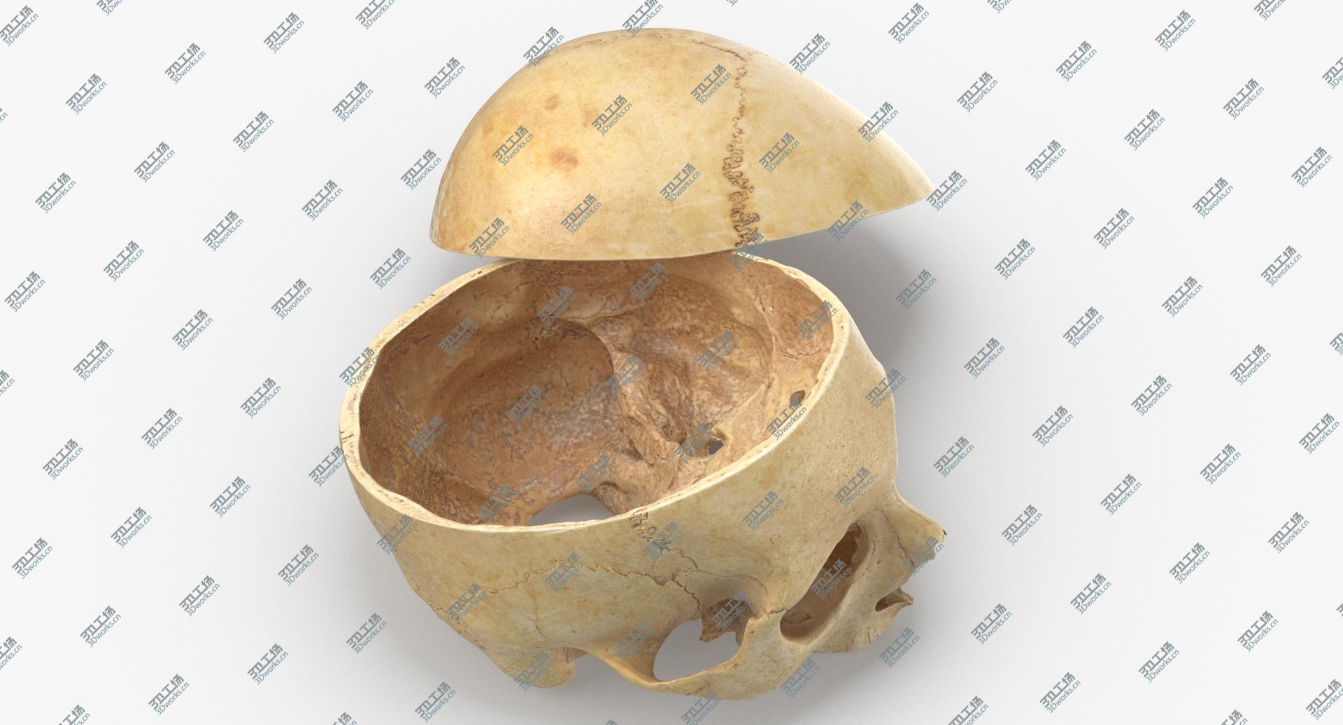 images/goods_img/202104091/Real Human Skull Cranial 02 Cut With Piece Pose 02 model/3.jpg